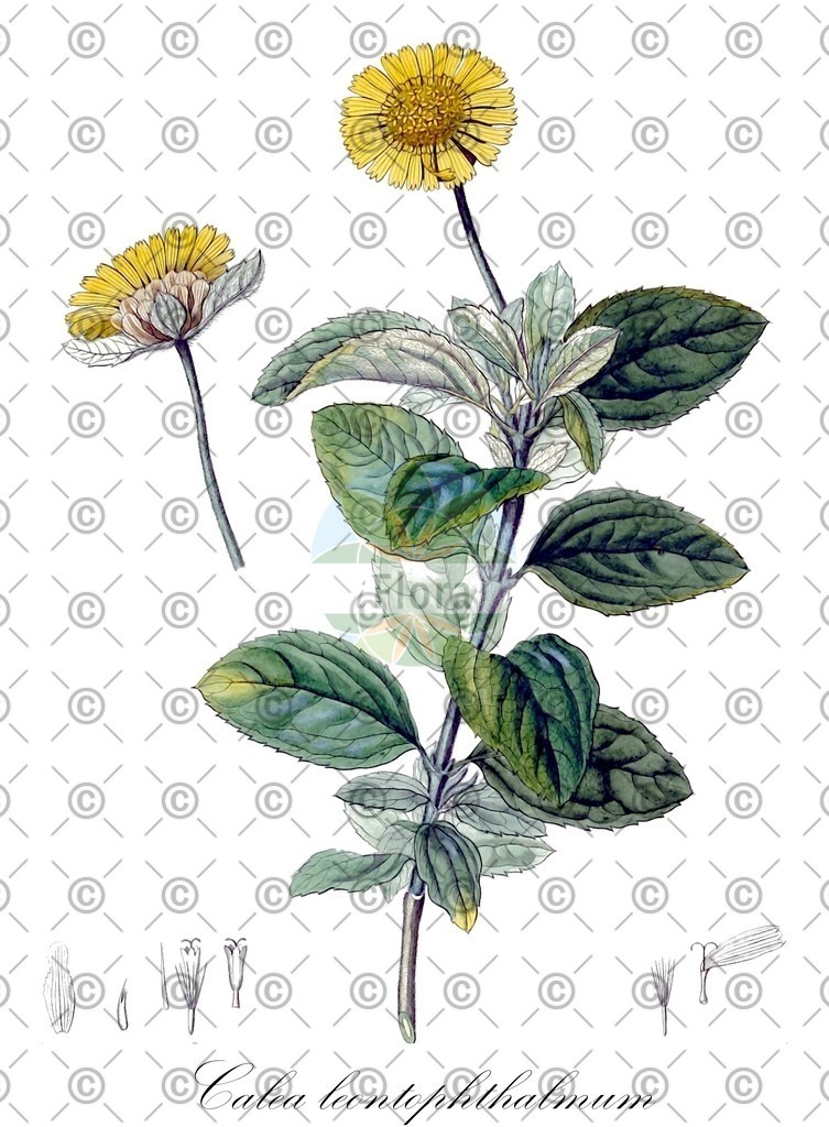HistAbb_wfo-0000766916_1_ENZY_Simple | Historische Abbildung von Calea leontophthalmum - Asteraceae | Historical Illustration of Calea leontophthalmum - Asteraceae