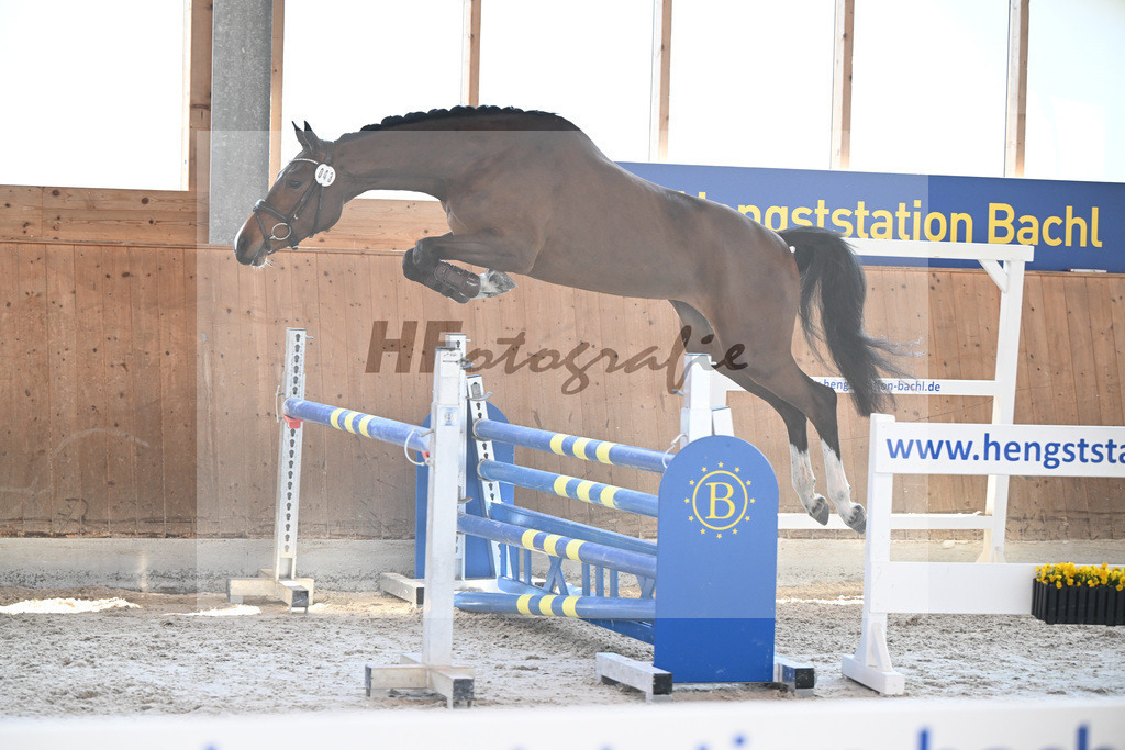 Kat-Nr. 43 Balous Lady v. Cornets Balou_Eder_14261769 | hf-fotografie - Realisiert mit Pictrs.com