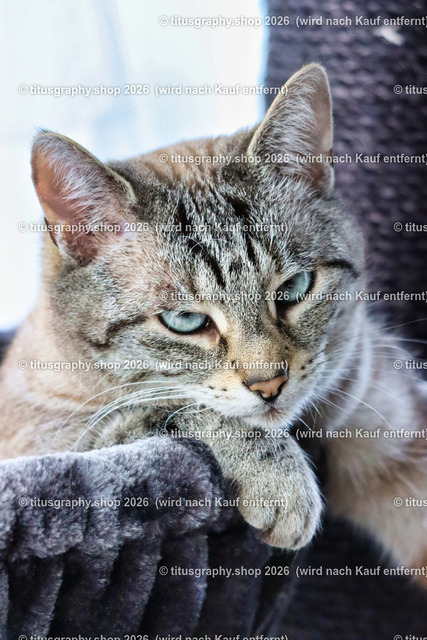Minou 106 | titusgraphy.eu präsentiert anspruchsvolle Katzenfotos in verschiedenen Variationen.  - Realisiert mit Pictrs.com