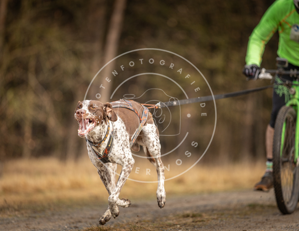DV3A3426 | Hundefotografie, Tierfotograf, Pfotenfotografie, Fotoshooting Hund, Hunde Portrait, Hundesport, Hundeportraits, Heideshooting, Hunde, Sportfotograf, Hundefotograf, Turnierhundsport, THS,  - Realisiert mit Pictrs.com