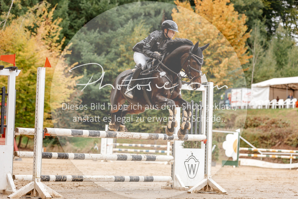 3I6A6830 | Stimmungsvolle Portraits und Reitsportfotografie im Ruhrgebiet und im Münsterland.

Pferdefotografie, Hundefotografie, Tierfotografie, Reportagen, Portraits von Tier und Mensch, Turnierfotografie in Bochum, Recklinghausen, Marl, Haltern am See, Dülmen.. - Realisiert mit Pictrs.com