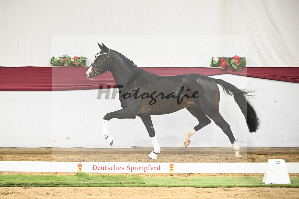 Kat-Nr. 33 Negro x Quaterback_Stefan Holtwiesche_47251132 | hf-fotografie - Realisiert mit Pictrs.com