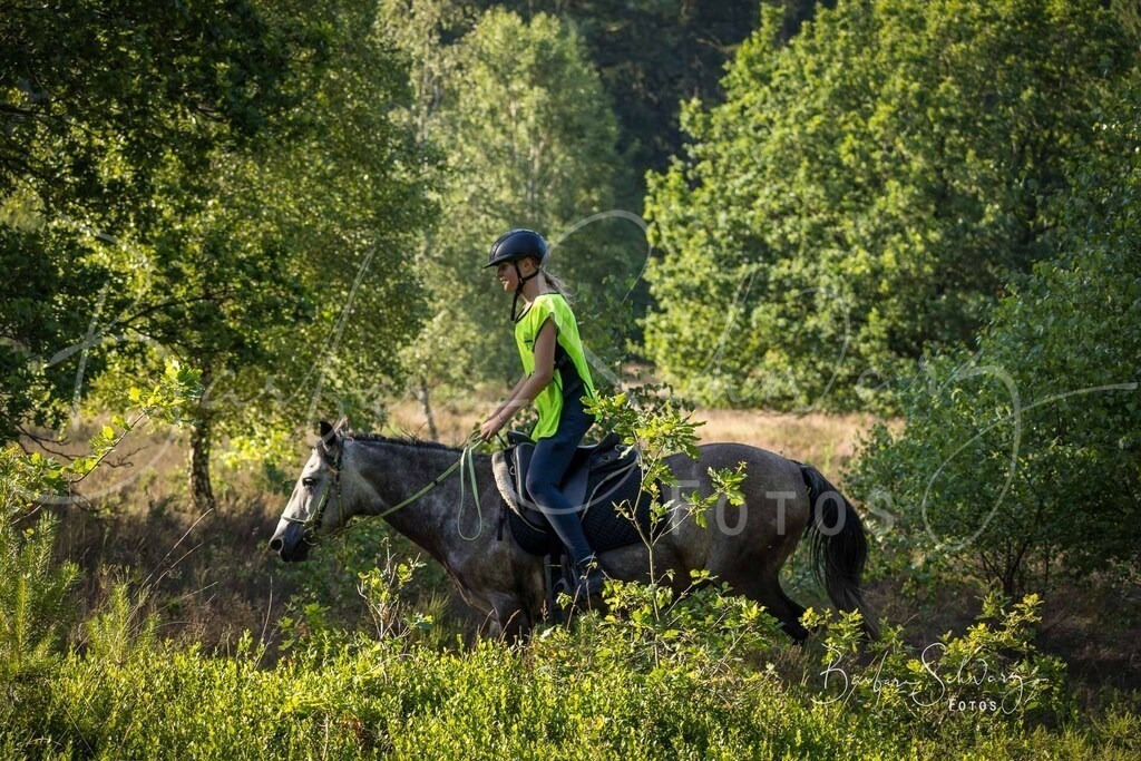WehlenerHeide_2026-06-27_62 | Stimmungsvolle Fotografie von Pferden, fotografische Begleitung von Veranstaltungen, Golfturnieren und Distanzritten - Realisiert mit Pictrs.com