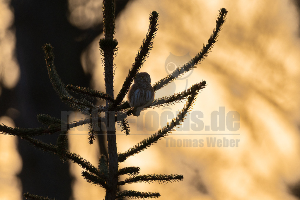 R5M20677_20260308 | Ein Sperlingskauz (Glaucidium passerinum) sitzt auf einem Ast eines Nadelbaums. Das kleine Tier blickt aufmerksam nach vorne. Der Hintergrund ist in warmes, goldenes Licht getaucht, was auf die Dämmerung oder den Sonnenuntergang hindeutet und eine stimmungsvolle Atmosphäre schafft. - Realisiert mit Pictrs.com