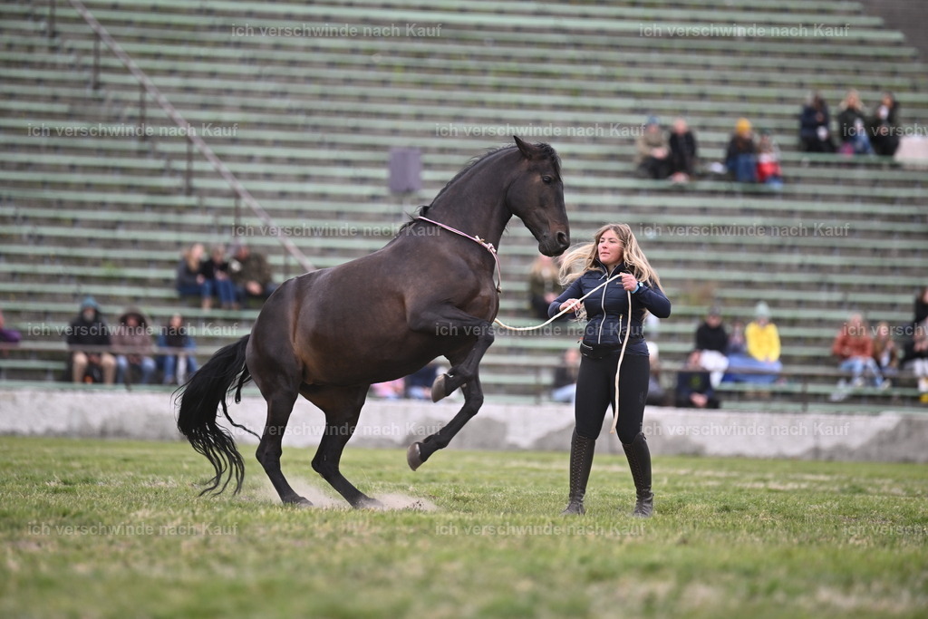 PI26_Show_Sara_Landvogt_226_0937.JPG | working equitationturnier fotograf videograf stoibphotography marixx film working equitation deutschland reitsport turnierfotografie eventfotografie equestrian events