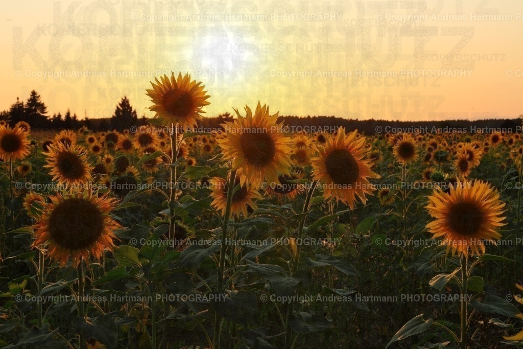 Sonnenblumenfeld im Abendlicht | Sonnenblumenfeld im Abendlicht - Realisiert mit Pictrs.com