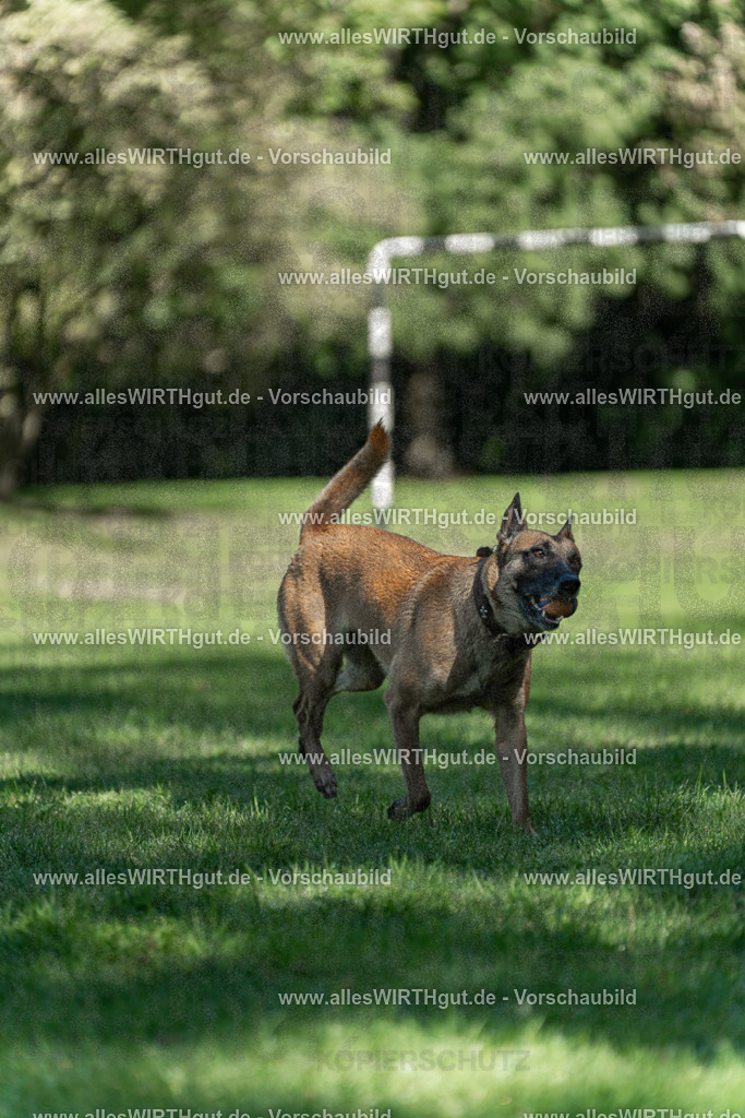 Hundeschwimmen_Volksbad_2026-allesWIRTHgut_Tierfotografie-2609061146-105643-7R509909 | Professionelle Tierfotografie in Mönchengladbach von Daniel Wirth (allesWIRTHgut). Liebevolle & natürliche Bilder von Hunden & Katzen für unvergessliche Erinnerungen.