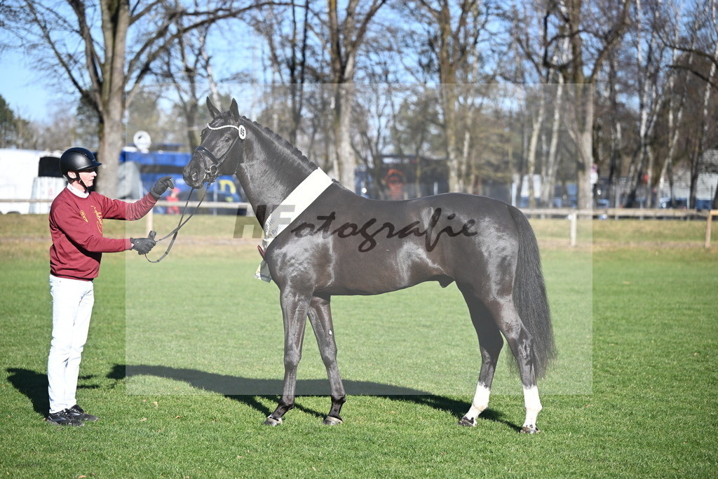 Kat.-Nr. 65 v. Springbank II VH_Reichert_2243371 | hf-fotografie - Realisiert mit Pictrs.com