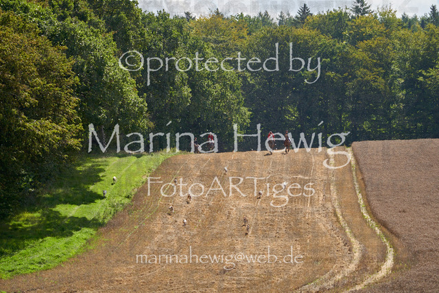 _MCH8168_Marina Hewig | Fotografie, FotoArt, PferdesportArt, Pferdesportfotografie, Landschaftsfotografie, Reisefotografie, Reise, Pferde - Realisiert mit Pictrs.com