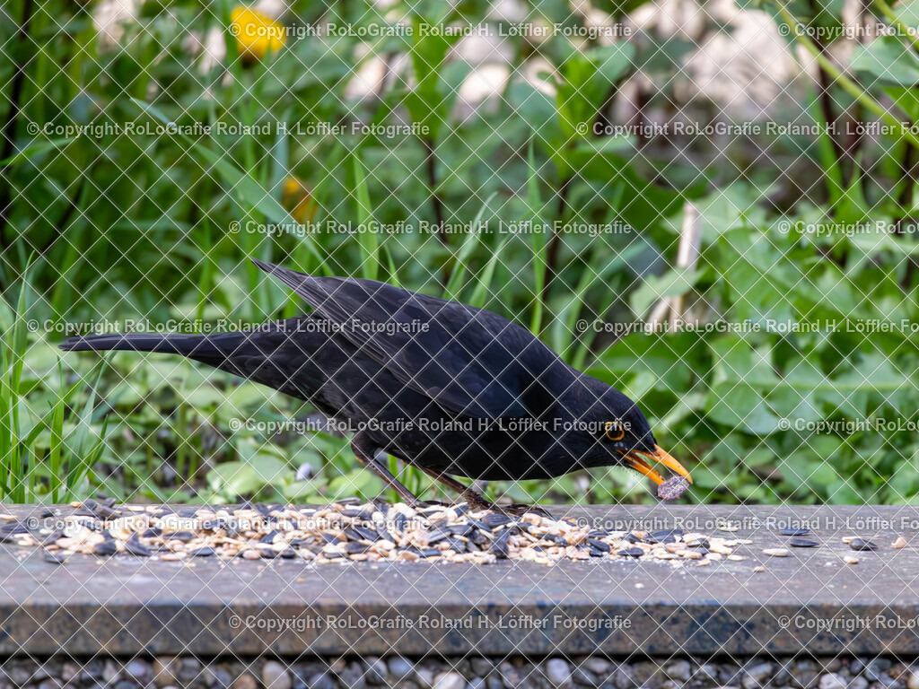 20240420_Vögel_RoLoGrafie-6 | IPTC Infos - Realisiert mit Pictrs.com