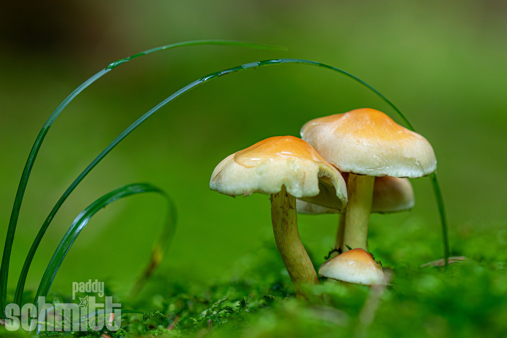 PS-Natur-2026-61 | Entdecke die größte Bildgalerie der Region mit Fotografien aus dem Allgäu, der Bodenseeregion, Oberschwaben, dem Donautal und der Schwäbischen Alb. Landschaften, Luftaufnahmen und Reisefotografie als Wandbild und Fotokunst. - Realisiert mit Pictrs.com