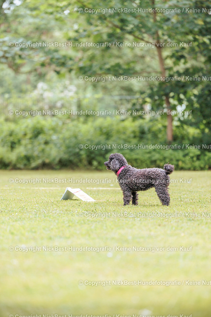 RO-Blumenthal-2026-Nickbest-Hundefotografie-1932 | Dein Hund! Dein Moment! Deine Erinnerungen! Hundefotografie in Bremen Blumenthal. Ich fange die besonderen Momente deines Vierbeiners ein – ob Indoor mit Blitzanlage oder in der freien Natur. Sicher dir dein Moment und dein Termin für eure Erinnerungen.