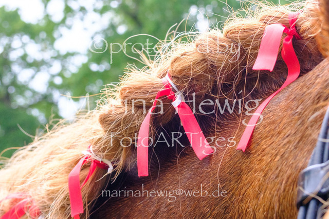 Jagd Perdoel 26 Fuji-9860_MarinaHewig | Fotografie, FotoArt, PferdesportArt, Pferdesportfotografie, Landschaftsfotografie, Reisefotografie, Reise, Pferde - Realisiert mit Pictrs.com