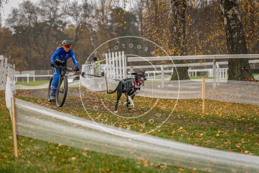 CaniXpix_DV3A8059 | Hundefotografie, Tierfotograf, Pfotenfotografie, Fotoshooting Hund, Hunde Portrait, Hundesport, Hundeportraits, Heideshooting, Hunde, Sportfotograf, Hundefotograf, Turnierhundsport, THS,  - Realisiert mit Pictrs.com
