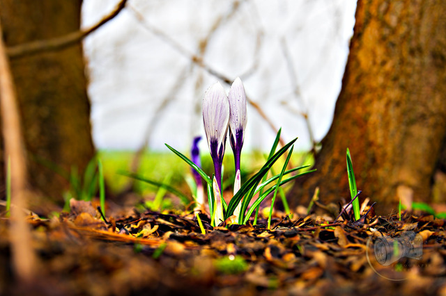 _DSC0192 | Shop für Prints Landschaftsfotografie Sächsische Schweiz Naturfotografie in Thüringen Fotos vom Findlingspark Nochten Kloster Sankt Marienstern Bilder Festung Königstein PanoramaRhododendronpark Kromlau FotogalerSchleswig-Holstein Küstenlandschaften