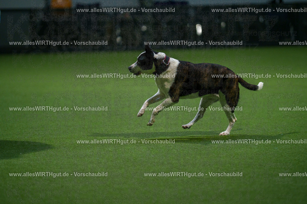7R509826 | Professionelle Tierfotografie in Mönchengladbach von Daniel Wirth (allesWIRTHgut). Liebevolle & natürliche Bilder von Hunden & Katzen für unvergessliche Erinnerungen.