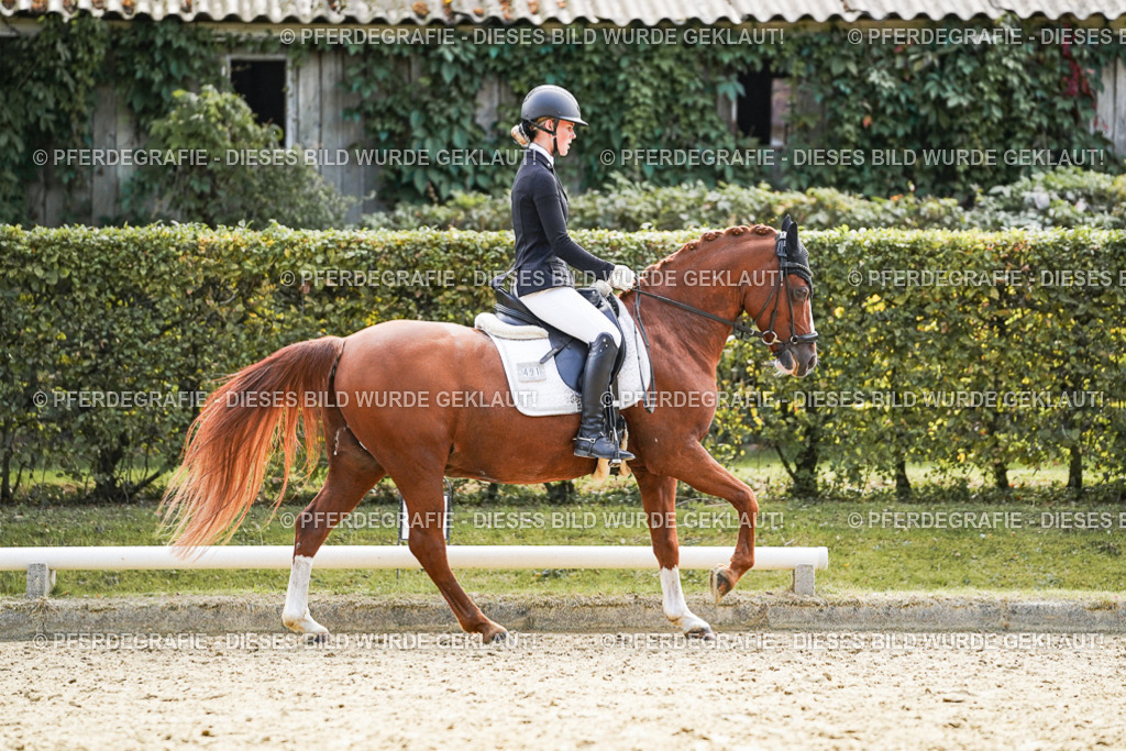 DSC09004 | Pferdegrafie