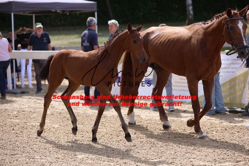 Fohlenschau_Schwäbisch_Hall_dressurbetonte_Fohlen_KN 6_3 | lmwpictures - Realisiert mit Pictrs.com