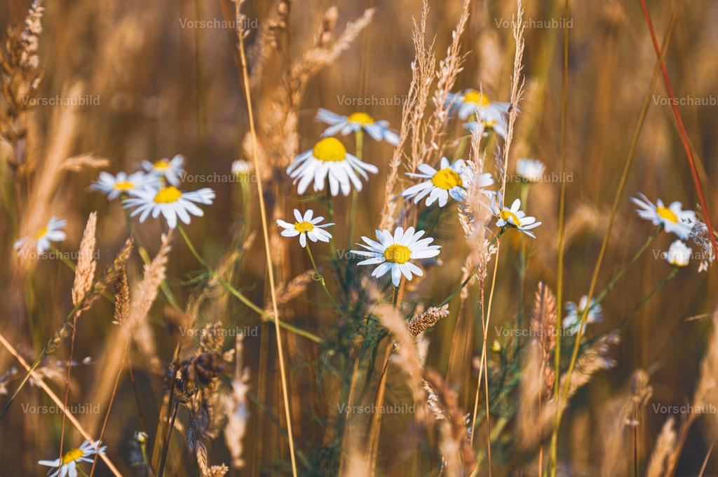 Fotoatelier Christian Hofmeister | Stadtlandschaften, sowie Makro-, Landschafts-, Natur- und Schwarzweißfotos aus der Region Celle & Umgebung