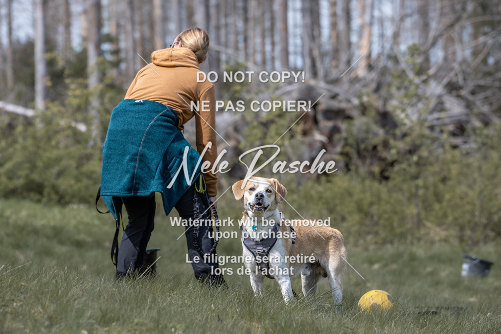 6Z1A1034 | nelerasche