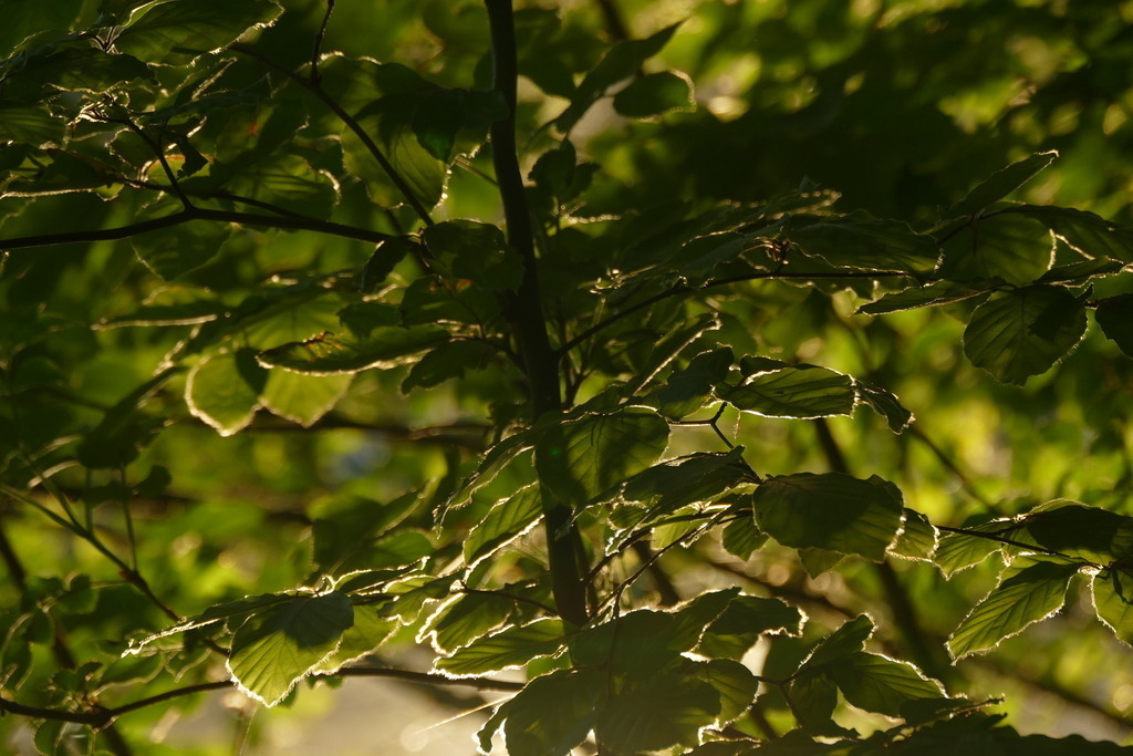 P3560600 | Annaeherungen - Realisiert mit Pictrs.com