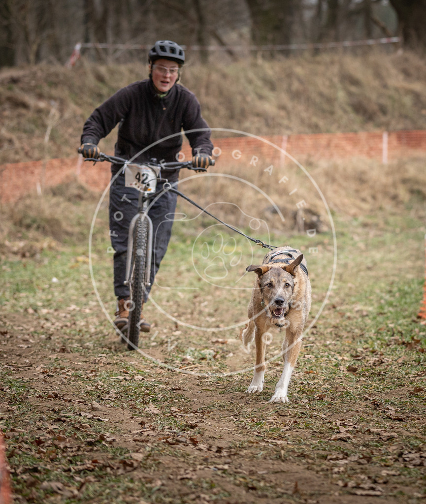 Pfotenfotografie_DV3A6649 | Hundefotografie, Tierfotograf, Pfotenfotografie, Fotoshooting Hund, Hunde Portrait, Hundesport, Hundeportraits, Heideshooting, Hunde, Sportfotograf, Hundefotograf, Turnierhundsport, THS,  - Realisiert mit Pictrs.com