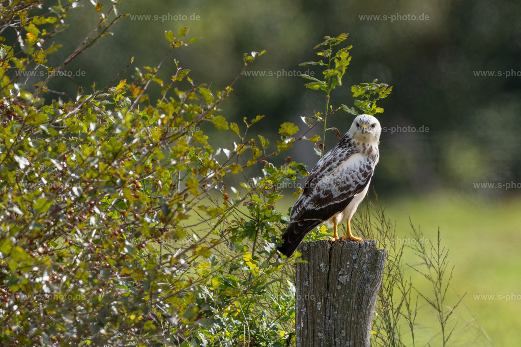 Bussard | ein wirklich schön gefärbter Mäusebussard  - Realisiert mit Pictrs.com