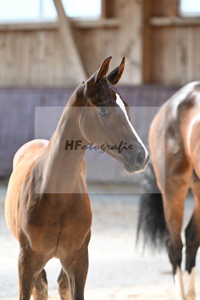 Kat-Nr. 13 SF Bon Coeur x Mochito_Zunterer_32240507 | hf-fotografie - Realisiert mit Pictrs.com