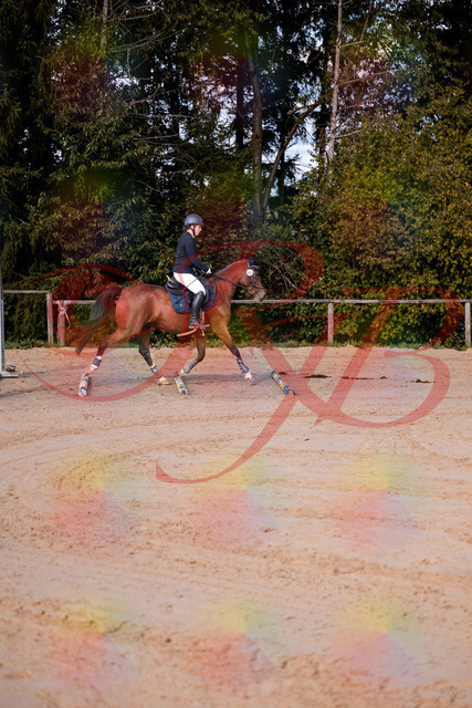 2026_10_03_Siefer-Hof_145627_Z81_37465823 | Professionelle Reitsport-, Turnier- und Eventfotografie von Robert Broda. Galerien mit ausgewählten und bearbeiteten Bildern direkt online ansehen und bestellen.
