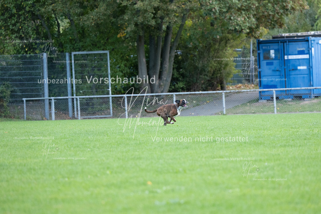_16A4637 | Einzigartige Fotos von Hunden & Menschen –Actionfotos, Portraits, Vereinsaufnahmen & Paarshootings – authentisch, lebendig & mit Herz.