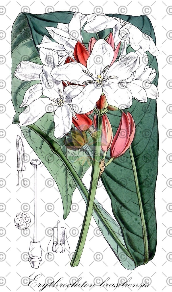 HistAbb_wfo-0000954110_1_ENZY_Simple | Historische Abbildung von Erythrochiton brasiliensis - Rutaceae | Historical Illustration of Erythrochiton brasiliensis - Rutaceae