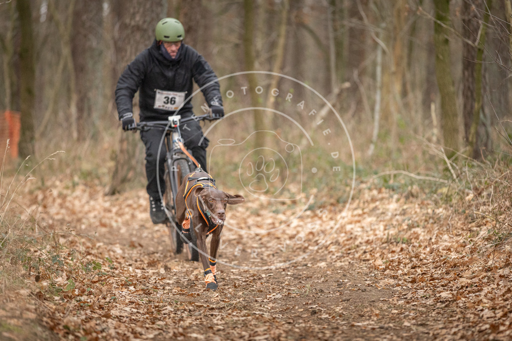 Pfotenfotografie_DV3A0039 | Hundefotografie, Tierfotograf, Pfotenfotografie, Fotoshooting Hund, Hunde Portrait, Hundesport, Hundeportraits, Heideshooting, Hunde, Sportfotograf, Hundefotograf, Turnierhundsport, THS,  - Realisiert mit Pictrs.com