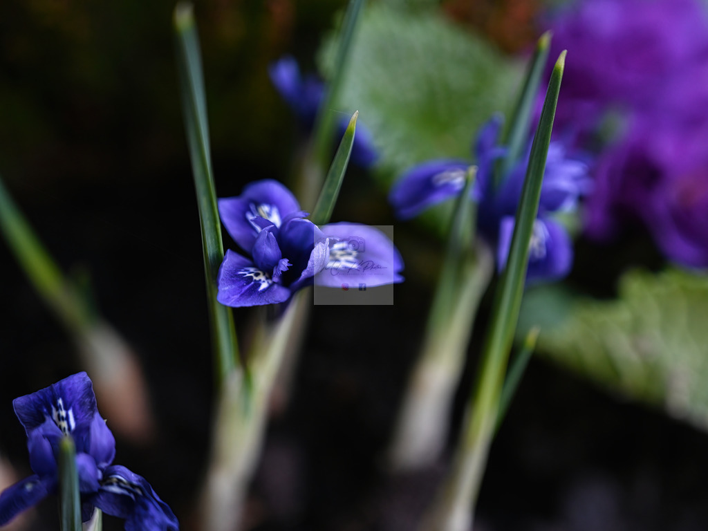 Makro - floral (95) | Buche Fotoshootings und entdecke hochwertige Fotoprodukte bei Mathias Ku Photos. Personalisiert, kreativ & mit Liebe zum Detail. Jetzt informieren! - Realisiert mit Pictrs.com