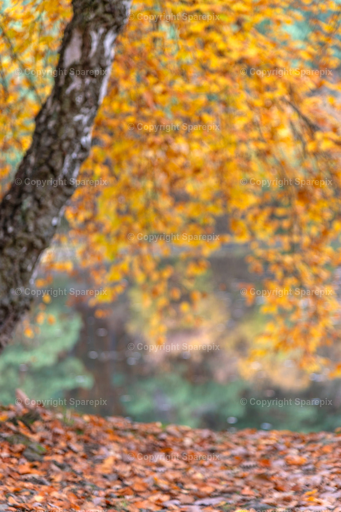 CRO_Autumn_Trees38_Bokeh | sparepix - Realisiert mit Pictrs.com