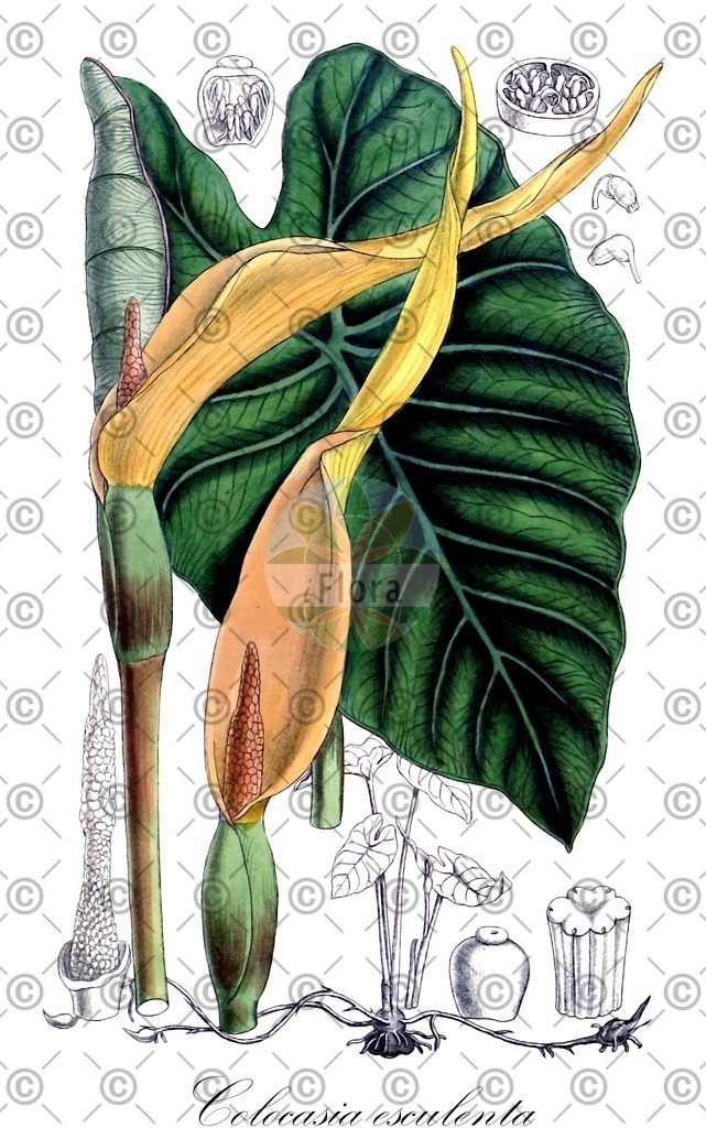 HistAbb_wfo-0000182122_1_ENZY_Simple | Historische Abbildung von Colocasia esculenta - Araceae | Historical Illustration of Colocasia esculenta - Araceae (elephant's-ear)