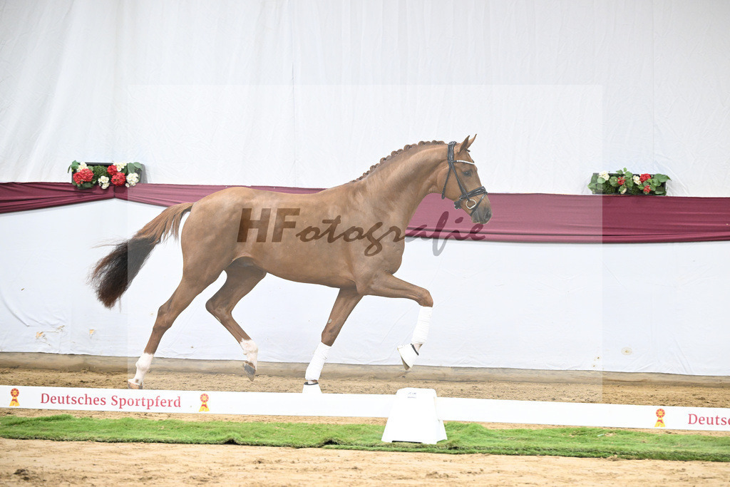 Kat-Nr. 62 Floricello x Zack_MH Pferdezucht u. -sport GmbH_47252366 | hf-fotografie - Realisiert mit Pictrs.com