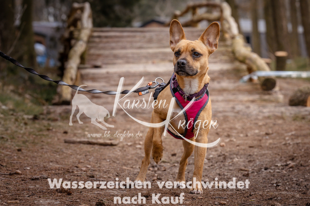 1601_ZZ92107 | kk-dogfotos