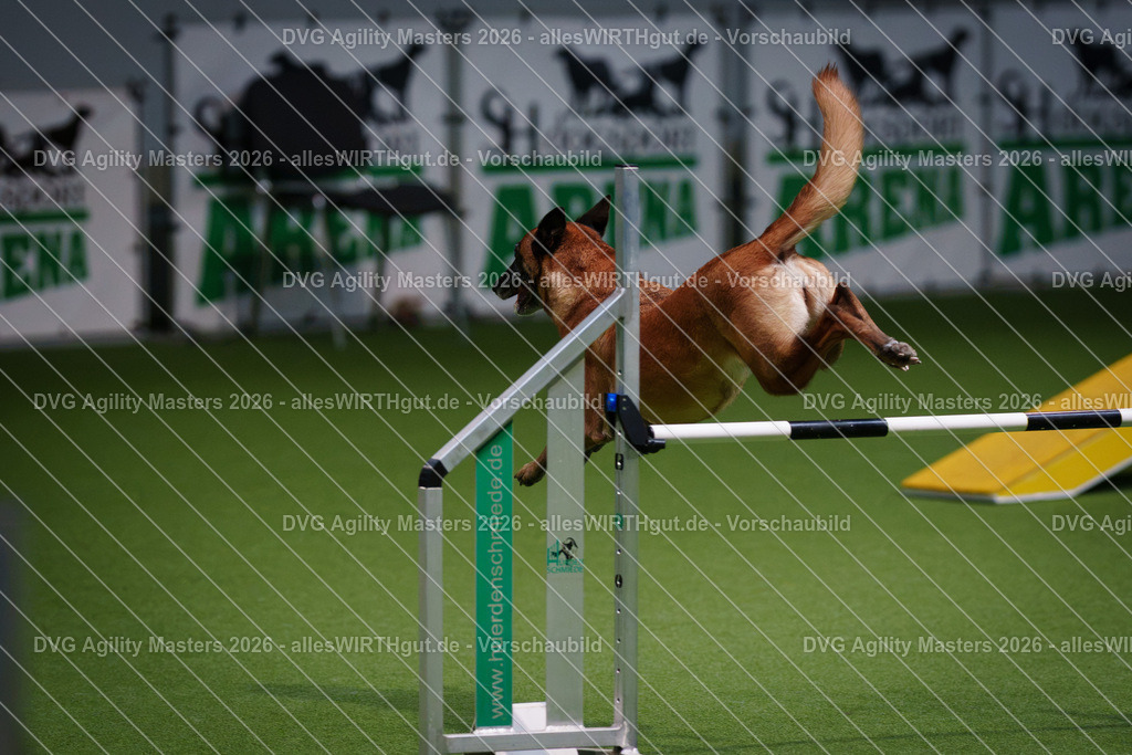 allesWIRTHgut_Tierfotografie-DVG_Agility_Masters_2026-14_45-7R501188 | Professionelle Tierfotografie in Mönchengladbach von Daniel Wirth (allesWIRTHgut). Liebevolle & natürliche Bilder von Hunden & Katzen für unvergessliche Erinnerungen.