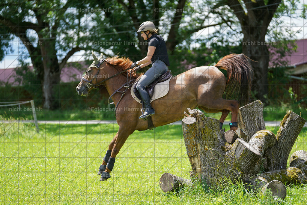 20240622-FAH07029 | Turnierfotografen Bayern, Reitsportbilder aus dem Geländekurs mit Felix Etzel auf dem Gut Waitzacker 2024