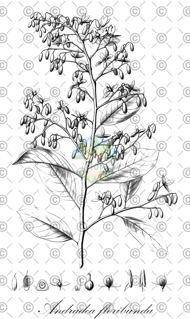 HistAbb_wfo-0000533990_1_ENZY_Simple | Historische Abbildung von Andradea floribunda - Nyctaginaceae | Historical Illustration of Andradea floribunda - Nyctaginaceae