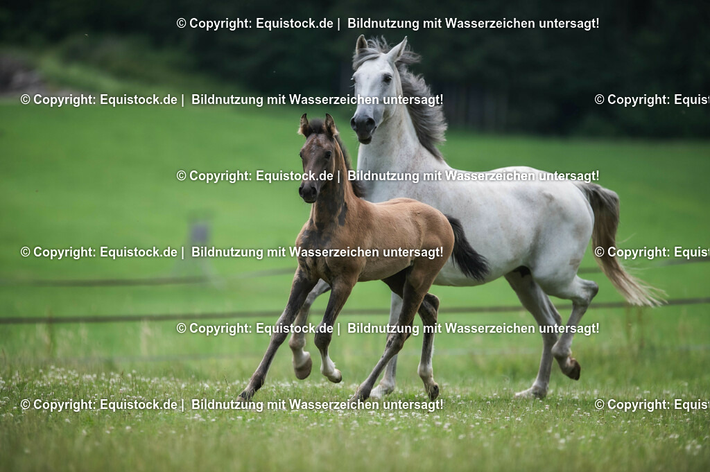 20210623_Fohlen_0421 | Foto: Thomas Hartig