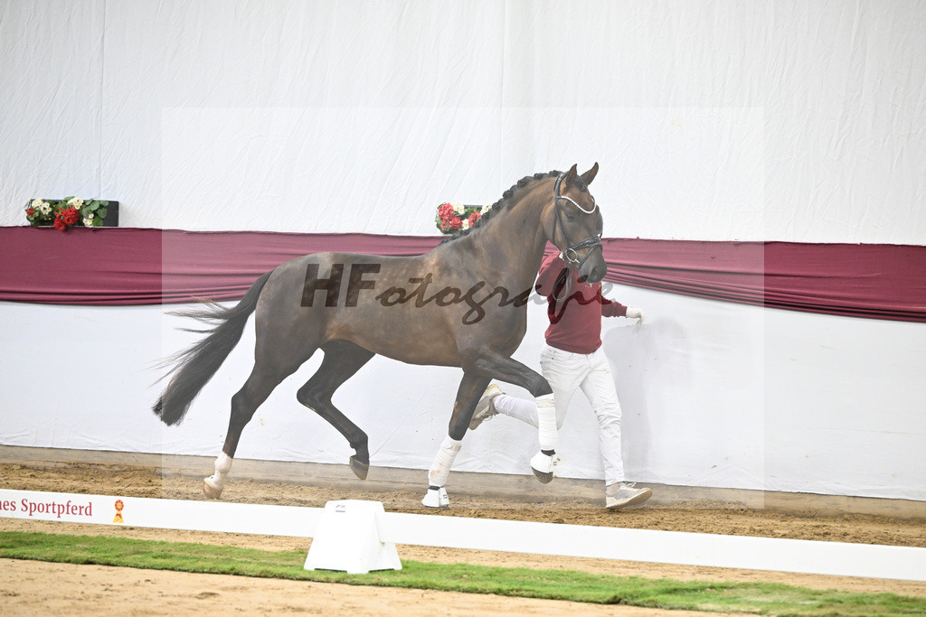 Kat-Nr. 63 Feliciano x Don Martillo_Michaela Rupp_47252411 | hf-fotografie - Realisiert mit Pictrs.com