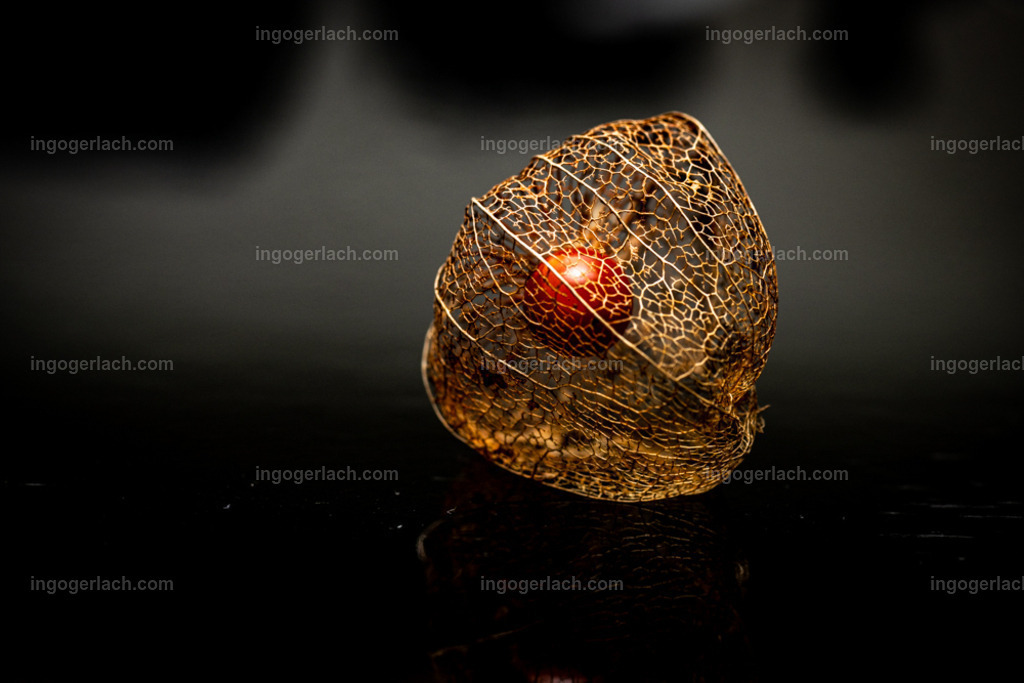Physalis - Schmuckstück der Natur | Das filigrane Skelett der Physalis sieht aus wie ein goldenes und sehr teures Schmuckstück.