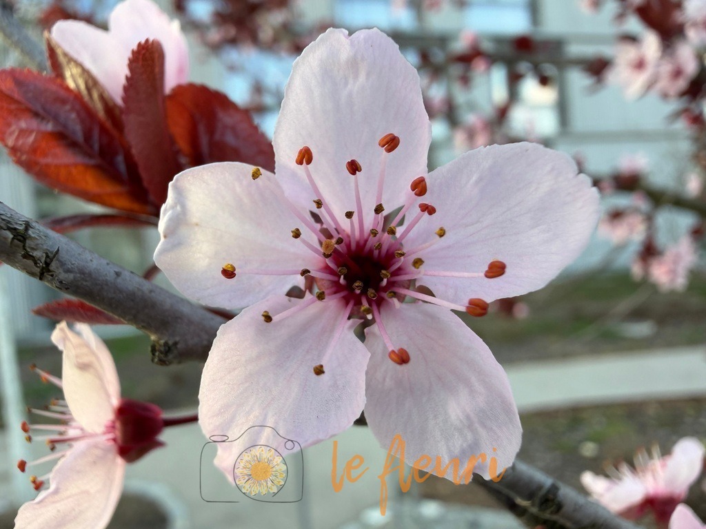 IMG_2680 | Dies ist der Shop von Florian Blum - le fleuri. Langenthal, Bern, Schweiz. Sie können hier meine oder ihre eigenen Fotos als Fotoprodukte kaufen. Tassen, Schlüsselanhänger, Taschen etc. können Sie hier gestalten.  - Realisiert mit Pictrs.com