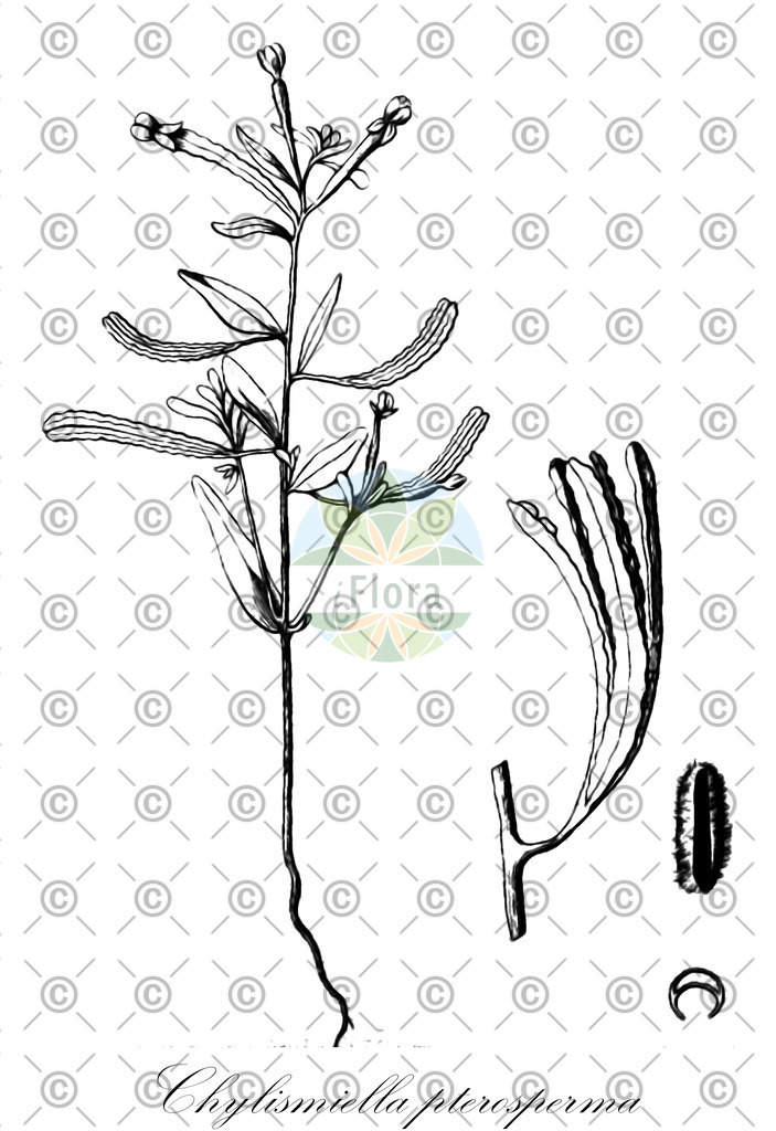 HistAbb_62LNG_1_ENZY_Simple | Historische Abbildung von Chylismiella pterosperma - Onagraceae | Historical Illustration of Chylismiella pterosperma - Onagraceae