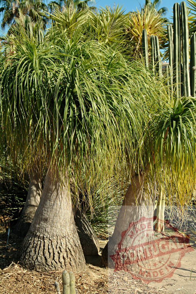 Beaucarnea recurvata ponytail palm trees growing in desert garden | Beaucarnea recurvata ponytail palm trees with large bases and flowing leaves - Realized with Pictrs.com