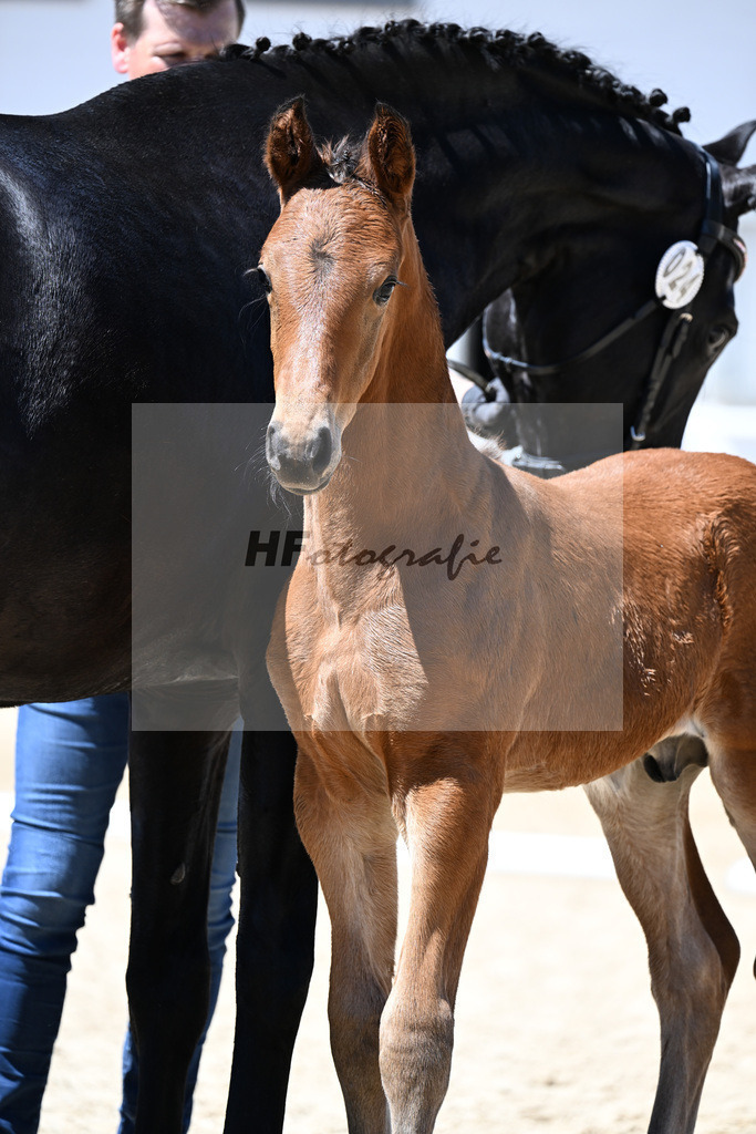 Kat-Nr. 24 Veneno x For Romance I_HF_S u S Dressage__20251087 | hf-fotografie - Realizzato con Pictrs.com