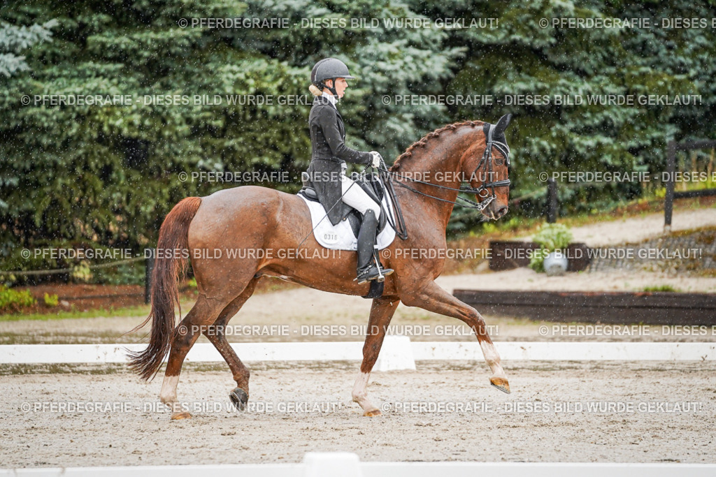 DSC09278 | Pferdegrafie