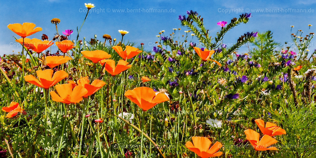 PDM2_3585_Bienenwiese_200x100 | DIGITALKUNST. Bienenwiese 002. __ Sommerliche Wiese mit Bienen freundlicher Saatmischung. Seitenverhältnis = 2 zu 1 - Realisiert mit Pictrs.com