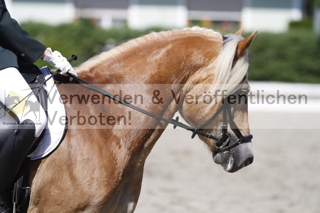 _MG_4271 | equestrian-live-com
